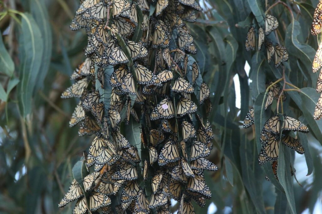 The Journey of the Monarch Butterfly – Travel Phoenix Oregon